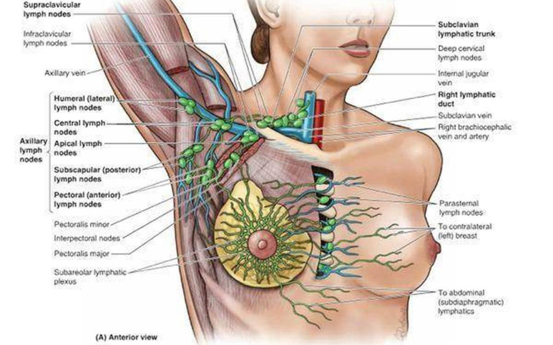 Living without Lymph Nodes